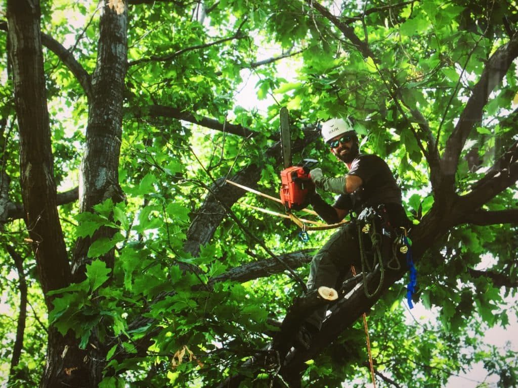 Professional tree service in Colorado